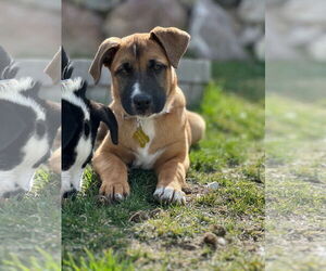 Mutt Dogs for adoption in Sandy, UT, USA