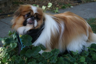 Medium Photo #1 Pekingese Puppy For Sale in Sioux Falls, SD, USA