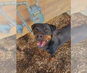 Rottweiler Dogs for adoption in London, Ontario, Canada