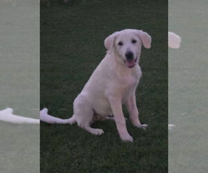 Great Pyrenees-Unknown Mix Dogs for adoption in Grafton, WI, USA