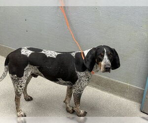 Pointer-Unknown Mix Dogs for adoption in Las Vegas, NV, USA