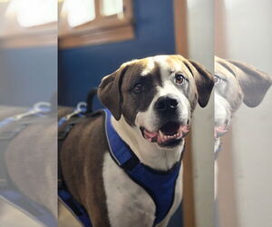 Boxador Dogs for adoption in Montello, WI, USA