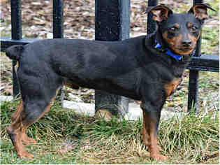 Miniature Pinscher Dogs for adoption in Ogden, UT, USA