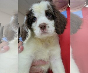 English Springer Spaniel Dogs for adoption in Walnutport, PA, USA