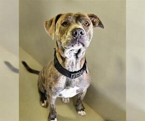 American Pit Bull Terrier Dogs for adoption in Bakersfield, CA, USA