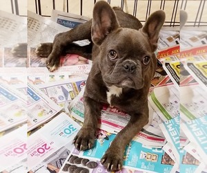 French Bulldog Dogs for adoption in Modesto, CA, USA
