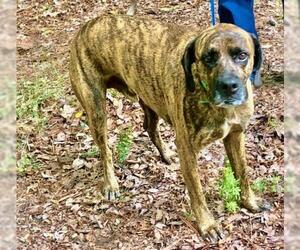 Mastador Dogs for adoption in Mt. Laurel, NJ, USA