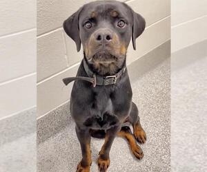 Rottweiler Dogs for adoption in Houston, TX, USA
