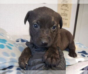 German Shepherd Dog-Unknown Mix Dogs for adoption in San Bernardino, CA, USA