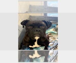 Boxer Dogs for adoption in Austin, TX, USA