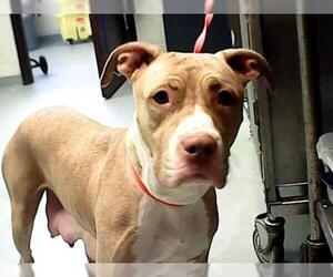 American Pit Bull Terrier Dogs for adoption in Fayetteville, NC, USA