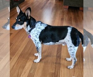 Rat Terrier-Unknown Mix Dogs for adoption in Des Moines, IA, USA