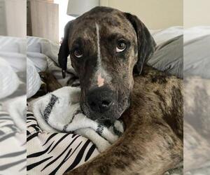 Catahoula Leopard Dog-Unknown Mix Dogs for adoption in Ridgefield, CT, USA