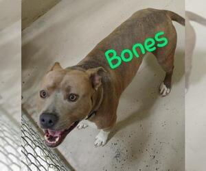 American Pit Bull Terrier Dogs for adoption in Johnson City, TN, USA