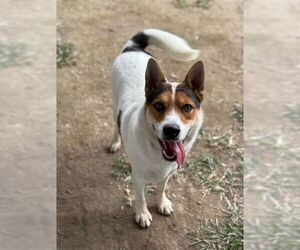 Australian Shepherd-Unknown Mix Dogs for adoption in Riverside, CA, USA