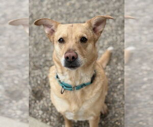 Labrador Retriever-Unknown Mix Dogs for adoption in Bemidji, MN, USA