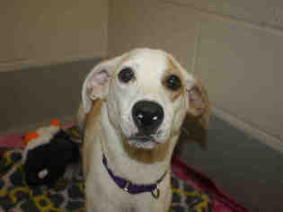 Black Mouth Cur-Unknown Mix Dogs for adoption in Maumee, OH, USA