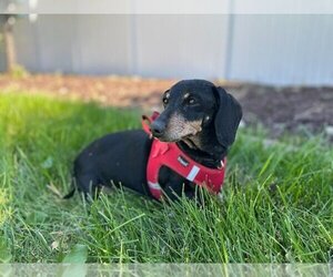 Dachshund Dogs for adoption in Los Angeles, CA, USA