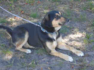 Shepweiller Dogs for adoption in Green Cove Springs, FL, USA