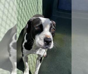 American Pit Bull Terrier-Unknown Mix Dogs for adoption in Downey, CA, USA