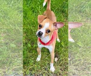 Chihuahua Dogs for adoption in Cranford, NJ, USA