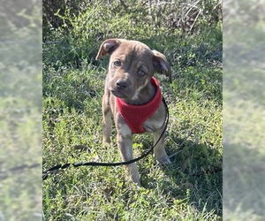 Bulldog-Chihuahua Mix Dogs for adoption in Tarrytown, GA, USA