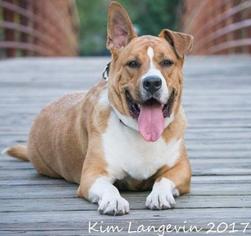 Boxador Dogs for adoption in Bradenton, FL, USA