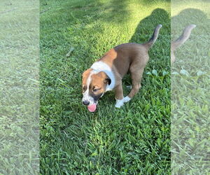 Labrador Retriever-Unknown Mix Dogs for adoption in Ball Ground, GA, USA
