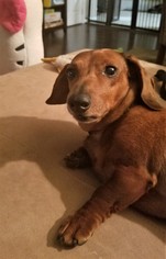 Small Dachshund