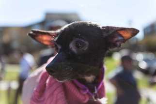 Medium Photo #1 Chihuahua Puppy For Sale in Durham, NC, USA