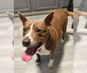 Mutt Dogs for adoption in FRAMINGHAM, MA, USA