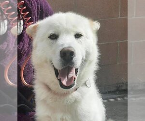 Samoyed-Unknown Mix Dogs for adoption in Los Angeles, CA, USA
