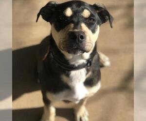 Rottweiler-American Pit Bull Terrier Dogs for adoption in Lees Summit, MO, USA
