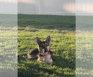 German Shepherd Dog Dogs for adoption in Sandy, UT, USA