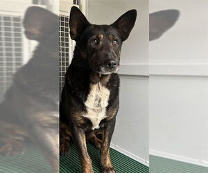 German Shepherd Dog-Unknown Mix Dogs for adoption in San Bernardino, CA, USA
