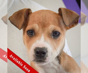 Jack Russell Terrier-Unknown Mix Dogs for adoption in Huntley, IL, USA