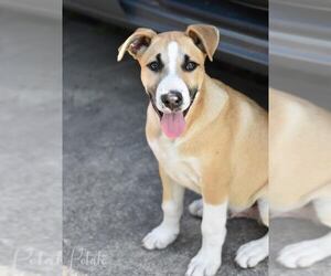 Huskies -Labrador Retriever Mix Dogs for adoption in Brewster, NY, USA