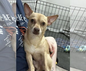 Chihuahua Dogs for adoption in Columbus, IN, USA