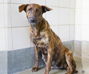 Mutt Dogs for adoption in San Antonio, TX, USA