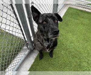Catahoula Leopard Dog-Unknown Mix Dogs for adoption in Grand Prairie, TX, USA