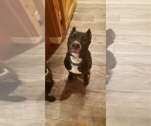 Mutt Dogs for adoption in Katy, TX, USA