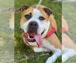 American Staffordshire Terrier Dogs for adoption in Lawrenceville, NJ, USA