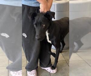 Labrador Retriever-Unknown Mix Dogs for adoption in San Antonio, TX, USA