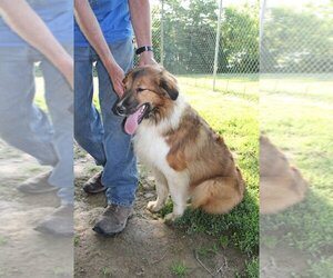 Border-Aussie Dogs for adoption in Linton, IN, USA