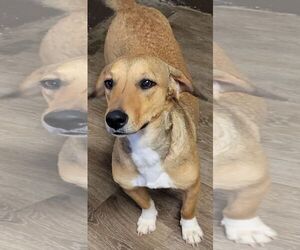 Basset Hound-Labrador Retriever Mix Dogs for adoption in Carrollton, TX, USA