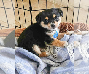 Chihuahua-Unknown Mix Dogs for adoption in Corona, CA, USA