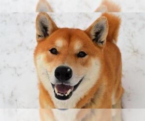 Shiba Inu Dogs for adoption in Olathe, KS, USA