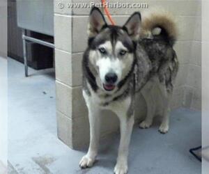 Alaskan Malamute Dogs for adoption in Conroe, TX, USA
