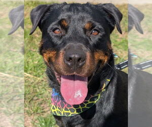 Rottweiler Dogs for adoption in Hillsboro, NH, USA