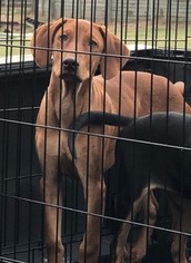 Unknown-Vizsla Mix Dogs for adoption in Spring , TX, USA